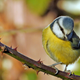 A blue tit